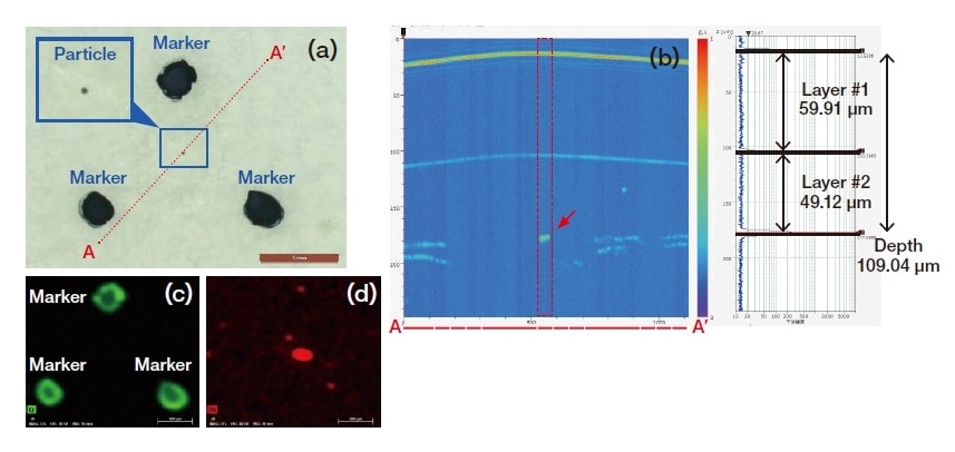 Fig. 10 (a) Optical microscopy image of layered film. (b) CSI layered cross-sectional analysis image. (c) Cr map (μXRF-SEM-EDX image) (d) Fe map (μXRF-SEM-EDX image)