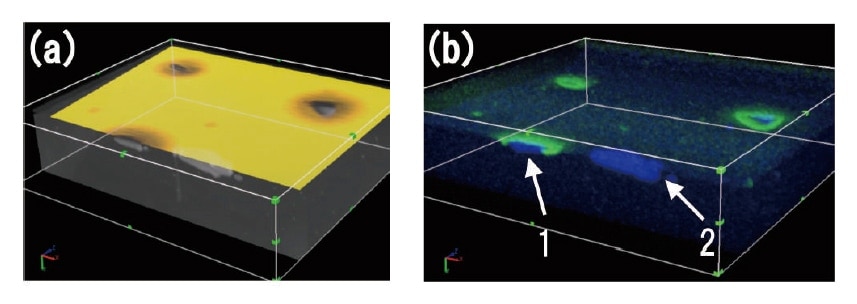 Fig. 12　(a) Overlay image of 3D-SEM with KFM data. (b) 3D-EDX image (blue: Fe-L; green: O-K) (1) Fe inclusions exposed to the outermost surface layer. (2) Fe inclusions buried near the surface.