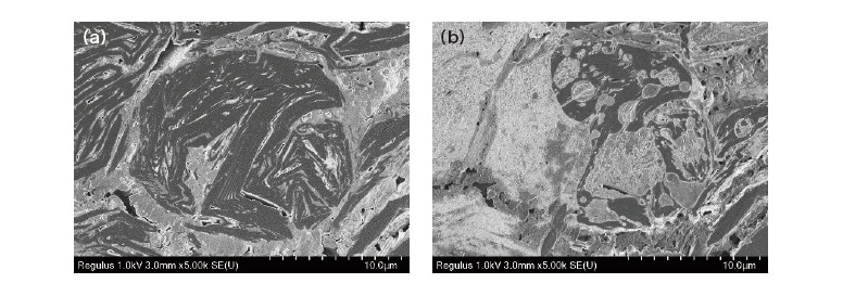Fig. 2 SEM observations of cross-sectional sample of LIB anode after charging. (a) Sample as maintained in air-protected state. (b) Sample after exposure to air.