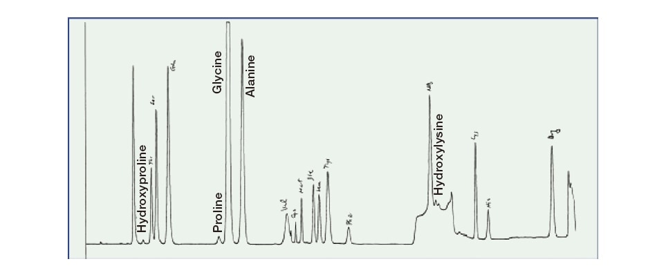 Fig. 3 Chromatogram produced by amino acid analysis of “whiskers of the dinosaur,” indicating the detection of copious quantities of hydroxyproline and hydroxylysine, substances found in collagen sampled from shark fins.