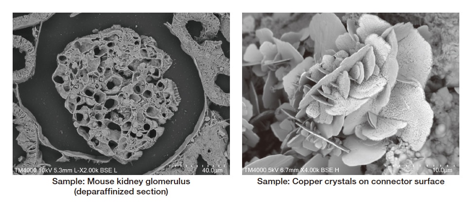 Fig. 1 Examples of images obtained using the TM4000PlusIII.
