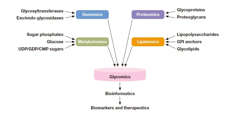 Fig. 1 Information derived from glycans in various omics fields. Reprinted with permission from Hart et al (G. W. Hart and R. J.
Copeland, Cell 2010, 143, 672−676). Copyright 2010 Elsevier.