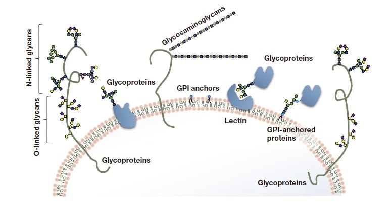 Fig. 2 Typical configurations in which glycans exist in cells.