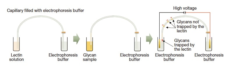 Fig. 5 Principles of lectin partial-filling capillary electrophoresis. By injecting glycan samples after lectin solution and applying a voltage, negatively-charged glycans pass through lectin layers, with some glycans trapped by lectins specifically.