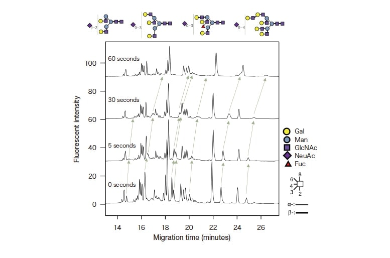 Fig. 6 Case study analyzed while varying the injection volume fucose-recognizing lectin via partial-filling capillary electrophoresis; retention times for fucose-linked glycans are delayed as the lectin injection time increases.