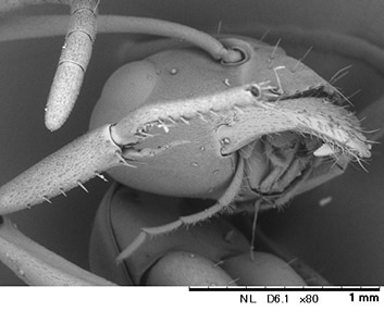 電子顕微鏡で見たアリの画像