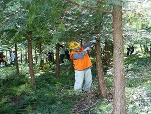 写真：節がなく丈夫な木を育てるために必要な枝打ち作業（2012年～2025年（予定））
