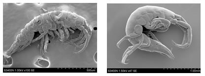 微小甲殻類（カマキリヨコエビ）の二次電子像観察