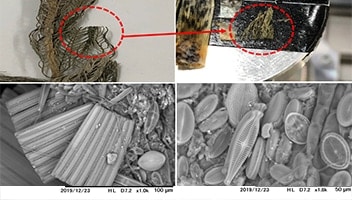 写真：Electron microscope images of a water plant (dried) that had been harvested from the Kirito River