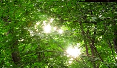 生態系を守る森林再生プロジェクト /NHK WORLD JAPAN Catch Japan