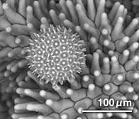 アサガオの花粉（顕微鏡写真）