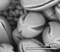 オオイヌノフグリの花粉（顕微鏡写真）