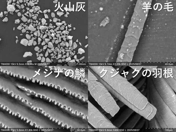 観察した試料。ほかにもたくさんの資料を観察しました