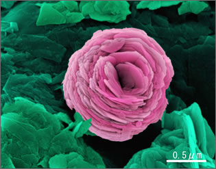 Micro-carnation