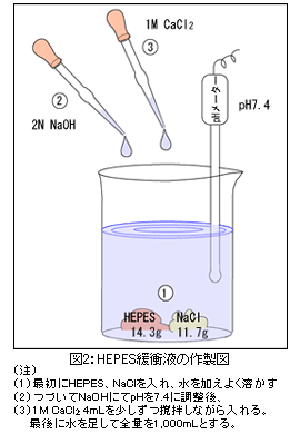 構造細胞生物学のための電子顕微鏡技術 1 2 日立ハイテク