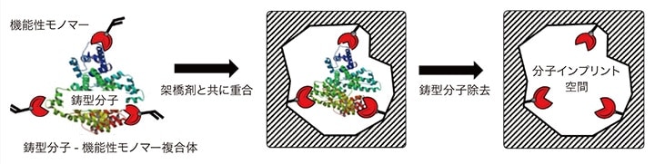 図1　分子インプリンティングの概念図