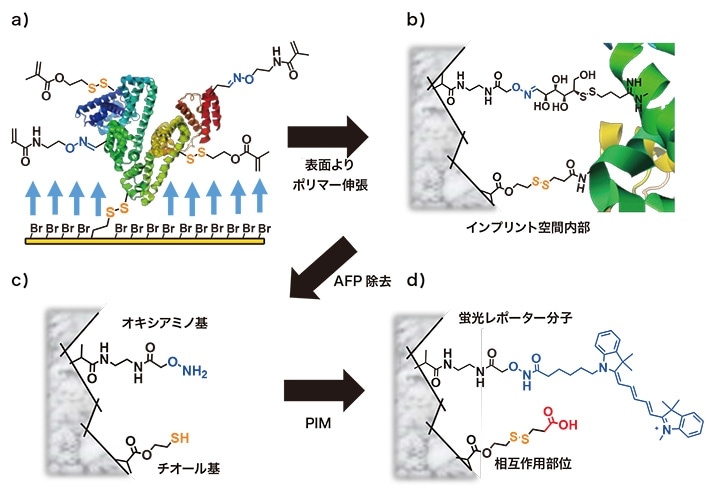 図2　AFPインプリント空間の形成とPIMによる相互作用部位と蛍光レポーター分子の導入4）