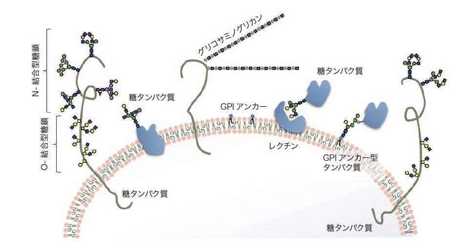 図2 細胞に存在する糖鎖の存在状態