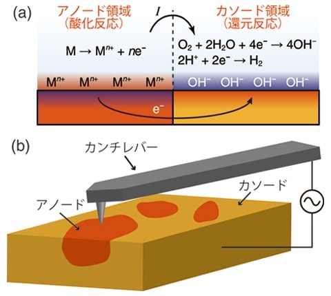 （a）典型的な腐食反応の様子（b）OL-EPMによる局所腐食電池の可視化