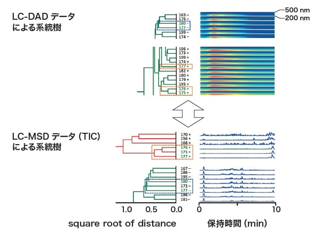 図７　蛍光波長：430 nm以上で強い蛍光が観察された培養サンプルの系統樹解析の比較　LC-DADデータとLC-MSDデータ（TIC）