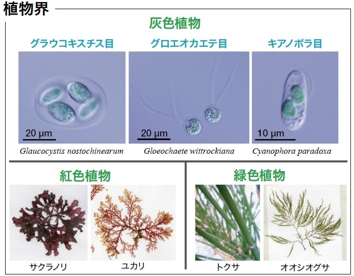 図1　植物の主要な3系統群：緑色植物・紅色植物・灰色植物。3目よりなる灰色植物は青緑色～碧色の淡水産微細藻稀産種しか知られていないが、試験管内の培地で培養可能である。文献1）より転用した。