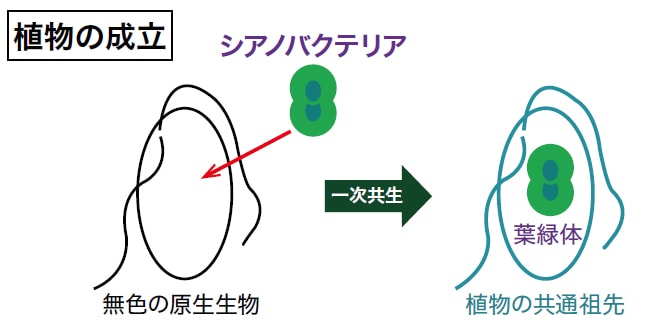 図2　細胞内共生による植物成立の模式図。10-20億年前、光合成をしない原生生物が光合成細菌シアノバクテリアを取り込み、葉緑体を有する最初の植物細胞が誕生した。文献1）より転用した。