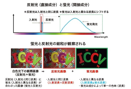 図2　観察画像とスペクトルにおける蛍光と反射光の関係図（蛍光と反射光の総和が観察される）