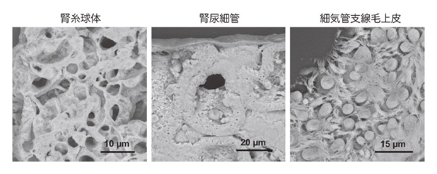 図6 厚切りパラフィン切片観察法。通常の5 μmより厚い20 μmに薄切することで奥行きが深まり、細胞が織りなす組織の立体構造が明瞭に映し出される。ラット臓器。固定液＝2％パラフォルムアルデヒド＋2.5％グルタルアルデヒド混合液。切片厚＝20 μm。