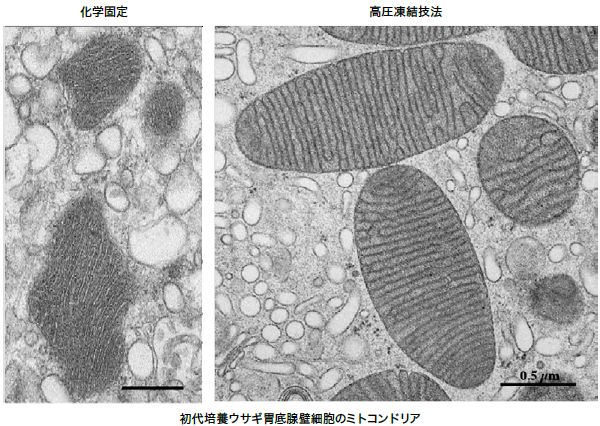 初代培養ウサギ胃底腺壁細胞のミトコンドリア