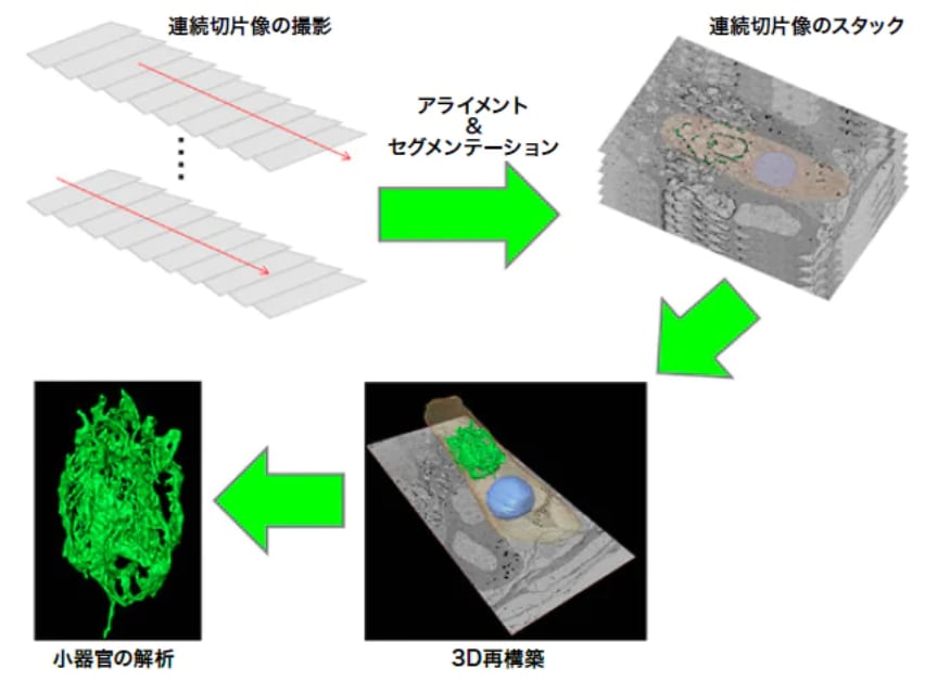 連続切片像の3D再構築法の流れ