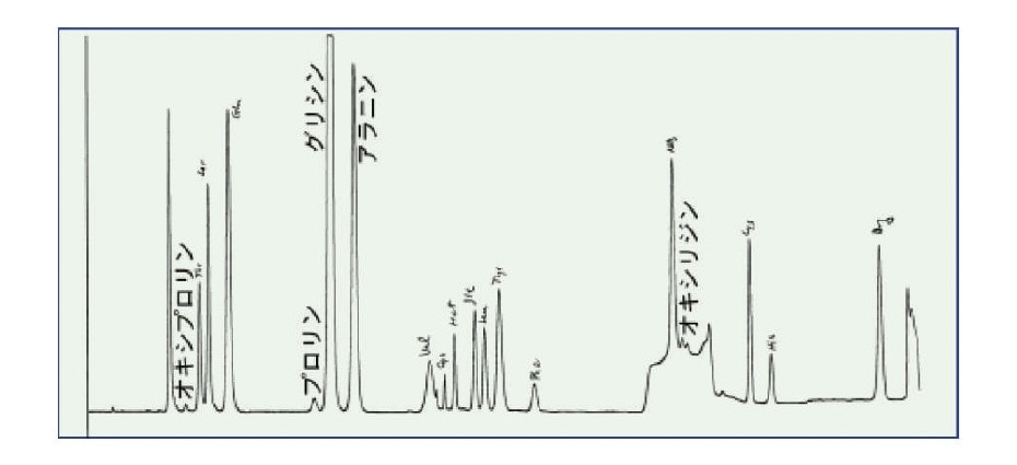 図3 “怪獣のひげ”のアミノ酸組成分析のクロマトグラムサメのひれのコラーゲンに特徴的なオキシプロリンやオキシリジンが多く検出された