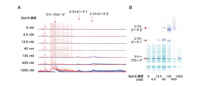 図3 BphSとDNA（pEプロモータ）の相互作用の解析