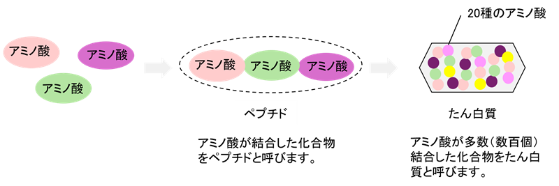 図3　アミノ酸、ペプチド、たん白質の模式図