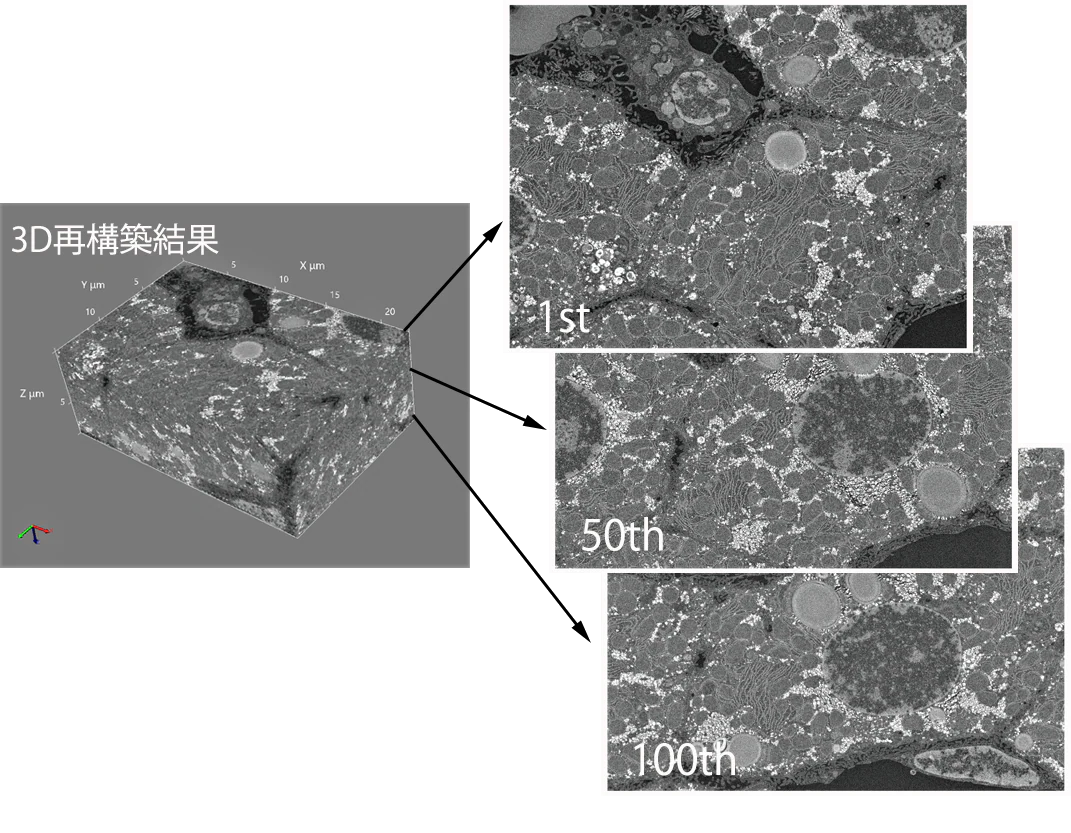 「肝細胞連続切片自動撮影データセットの3D再構築像」