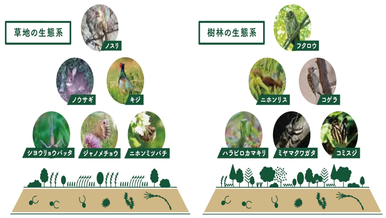 画像：「日立ハイテクサイエンスの森」がめざす姿（生態系ピラミッド）出典：公益財団法人日本生態系協会