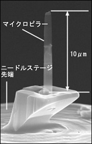 ニードルステージ上のマイクロピラーSEM像観察例