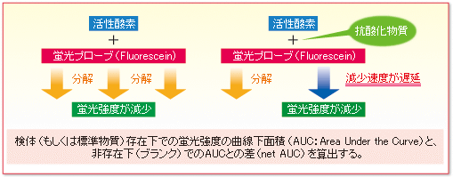 蛍光測定による抗酸化物質測定法（ORAC法）